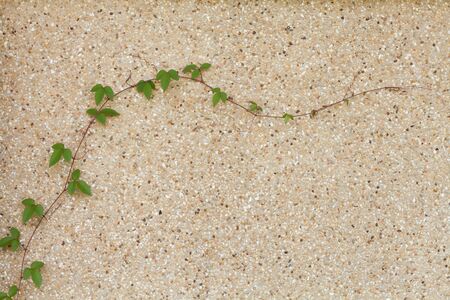 Ivy or creeping plant on the wallの写真素材