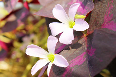 Flowerの写真素材
