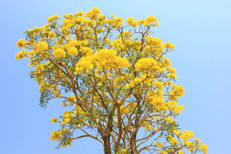 Yellow flower