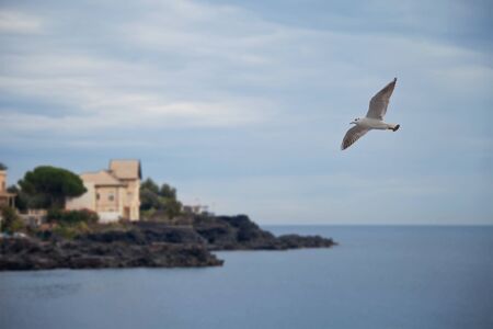 Seagull in flight on the Italian coastの写真素材