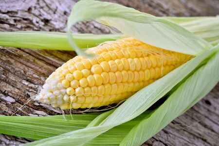Sweet corn closeup. Fresh organic corn cob.