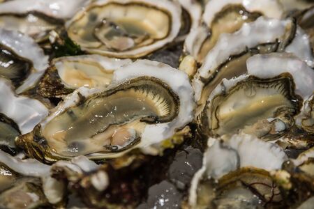 Close up of raw open oystersの写真素材