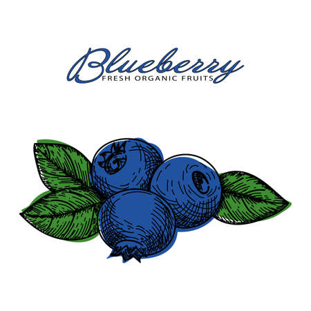 Hand drawn painting blueberry fruits with leaves on white backgroundのイラスト素材