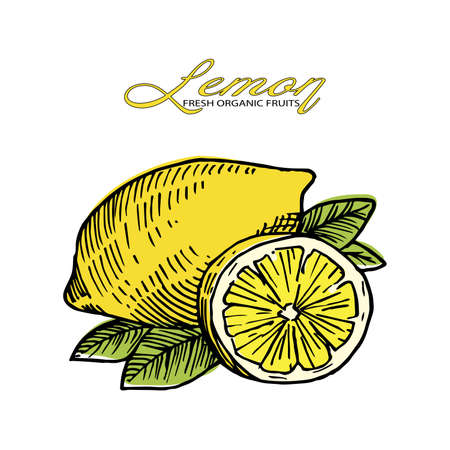 Hand drawn painting Lemon with leaves on white backgroundのイラスト素材