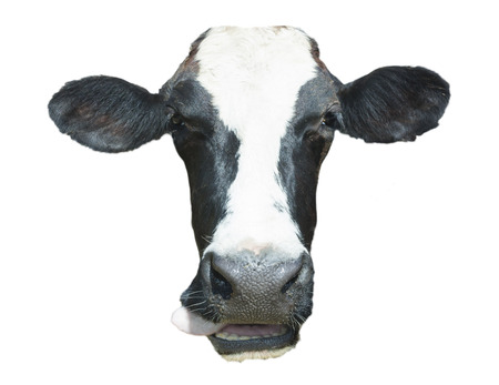 Isolated Single Cow Head On White Backgroundの写真素材