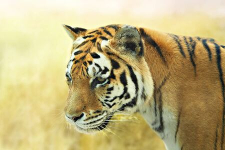 Large tiger in the wild. Nature habitat.