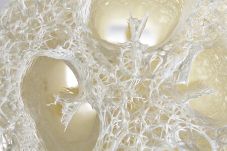 Sponge on tropical beach. Summer, early morning. Macro photo. Natural texture.の写真素材