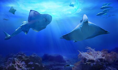 Ocean underwater with marine animals. Myliobatidae. Hunting sharks. Ecosystem. Life in tropical...