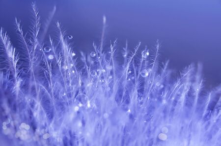 Small drops of water on abstract plants. Mood light. Nature background. Bird feather structure. Macro photo.の写真素材