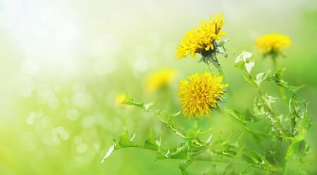 The field with yellow dandelions. Closeup of a green meadow. Spring in the mountains. Strong morning sun. Nature background.の写真素材