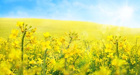 Agricultural field with rapeseed plants. Blooming canola in strong sunlight early morning. Oilseed, canola, colza. Nature background. Spring landscape. Macro photo.の写真素材