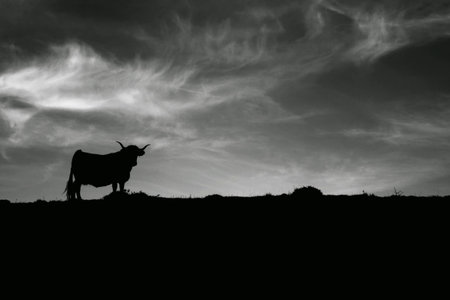 Cow's silhouette in the skylineの写真素材
