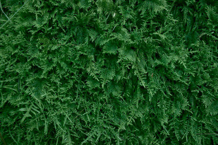 muss textureの写真素材