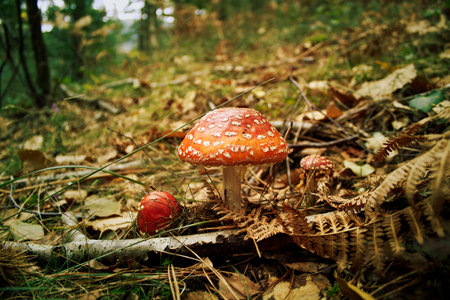 Poisonous mushroom growing in the forest. Amanita. Hallucinogenic mushroom.の写真素材