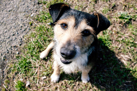 Happy dog smiling in the garden. LetÂ´s play! の写真素材