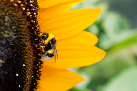 Bee working to make honey in a  great sunflower