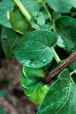 Acherontia Atropos eating potato plant