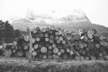 Trunks tha will be converted on paperの写真素材