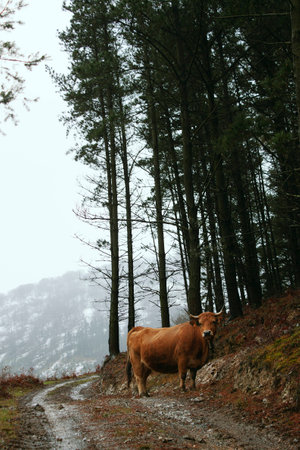 Free and wild, living her life peacefullyの写真素材