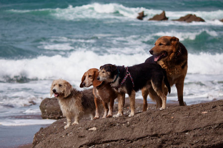 amazing dogs having fun in the beachの写真素材