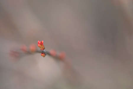 background with grain with a pomegranate leaf bidding. space for copy. abstractの写真素材