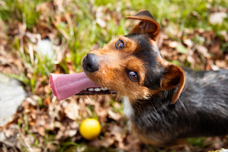 overhead view of head of black cellar puppy dog, playing with his yellow ball in the summer sunlight in the garden at home. working on obedience and confidence, with his tongue out. nature.の写真素材