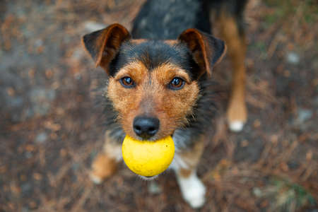 young black cellar dog frontal view in portrait staring at the camera with his yellow ball in his mouth. working on obedience. loyalty and love. copyspace.の写真素材