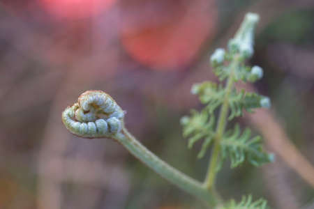 nature background with close-up of unopened fern leaves. young plant. space for copy. natural beautyの写真素材