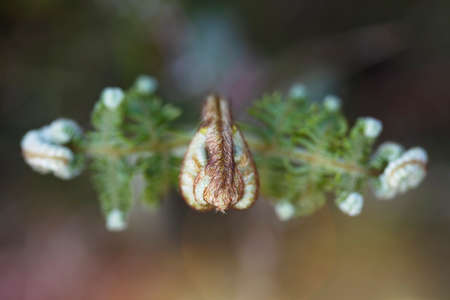 symmetry of a young unripe fern plant. spiral closed leaves. greenery background.の写真素材