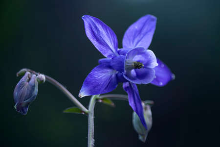 backlit lilac field wildflower. natural floral backgrounds with space for copy. macro.の写真素材
