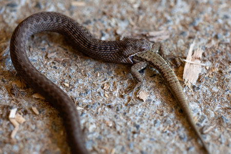 seoane's viper swallowing a lizard after paralyzing it with its venom. extraordinary natural scene....