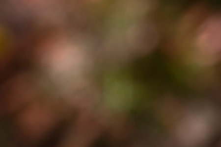 abstract autumn background, out-of-focus oak grove background in brownish and greenish tones with bokeh. natural beautyの写真素材