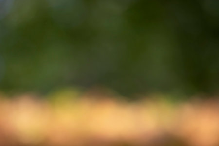 out-of-focus background of nature, in yellow and orange striped tones, fern ground and oak trees out of focus. bokeh. autumn tones. nature.の写真素材