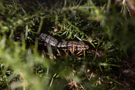 camouflaged lizard on a green plant staring at the camera. macro photography. wildlife. Copy space.