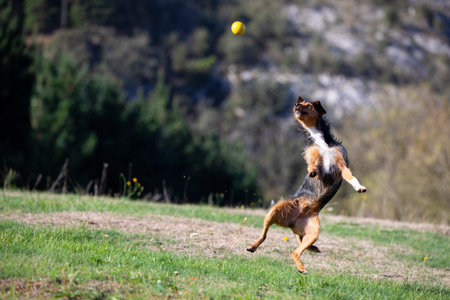 young black bodeguero dog playing fetch, jumping in a field trying to catch his toy. space for copy. Adopt, do not shop.の写真素材