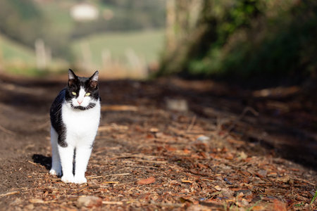 young black and white stray cat staring at camera on a bush road with copy space for advertisements. cat in natureの写真素材