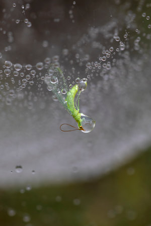 green mosquito chrysopa trapped in a spider web with raindrops. vertical macro photography of...