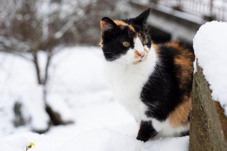close-up of a tricolor cat looking at the horizon waiting for her prey, in the street, in winter time in a snowy landscape.の写真素材