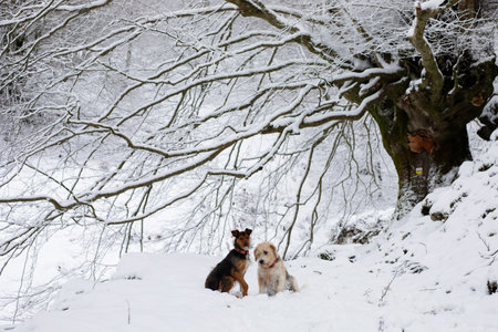 two dogs, senior beagle and junior bodeguero, sitting together in the forest under a snowy beech tree in an idyllic winter landscape. Horizontal and copy spaceの写真素材