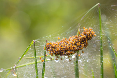 nest of yellow spiders, thousands of them piled up in a perfect silk sack held in the grass with...