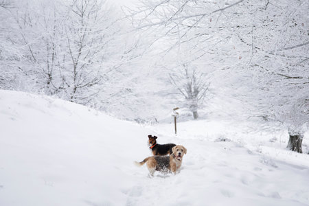 two dogs, senior beagle and junior bodeguero, posing together in the snowy forest with white snow-covered trees in the background in an idyllic landscape. horizontal and copy space.の写真素材