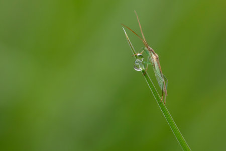 beautiful horizontal macro shot on a green background with a grasshopper perched on a grass with a...