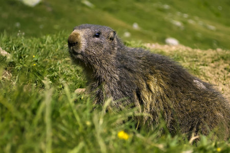 Marmotの写真素材