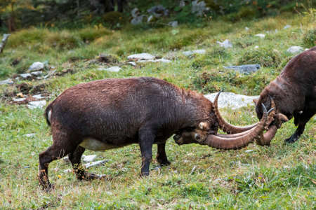 Fighting Ibex in the valley Lauterbrunnental near Lauterbrunnen(Switzerland)の写真素材
