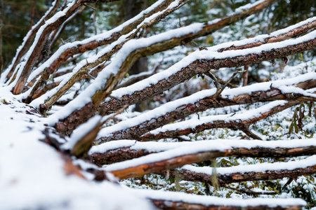 Snow covered dead wood in the forest near Lauterbrunnen (Switzerland)の写真素材