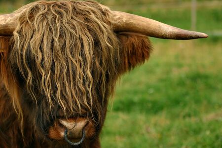 danish cattle on the grassの写真素材