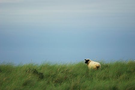 solitary sheepの写真素材