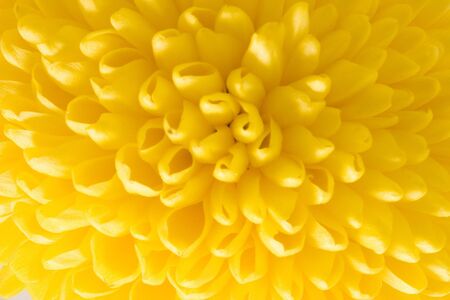 close up of a chrysanthemumの写真素材