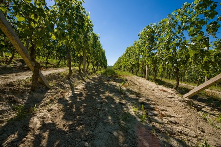 vineyard in Langhe Roero, Italy with a beautiful blu skyの写真素材