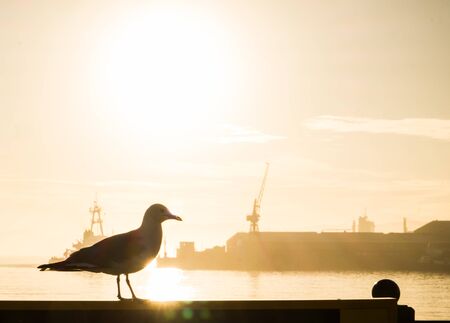 bird sunriseの写真素材